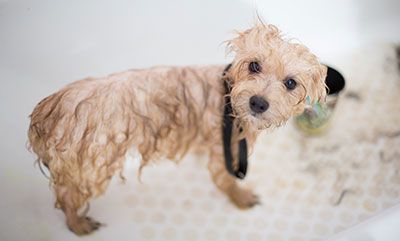 Perro temblando en el baño