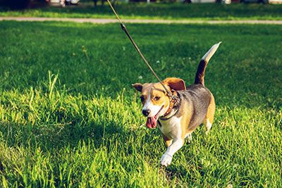 Perro tirando de la correa en un paseo