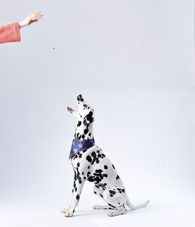 Perro dalmata sentado