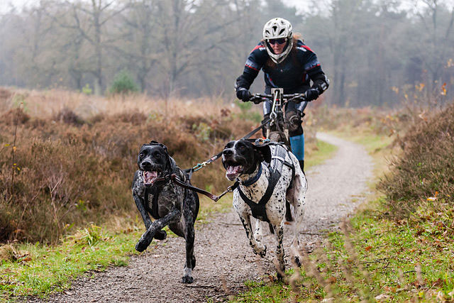 Bikejoring