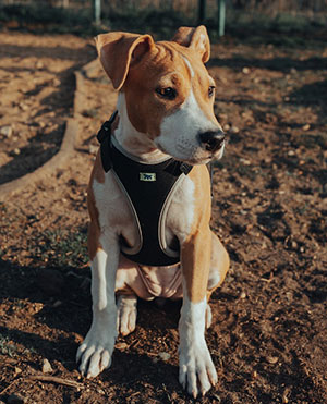 Cachorro con arnés