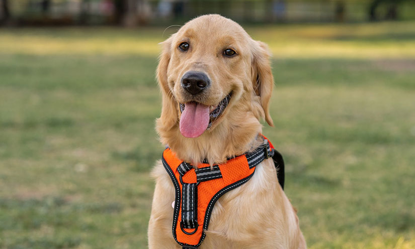 Perro con arnés naranja