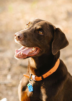 Perro con collar naranja