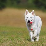 Cómo entrenar a tu perro para que venga