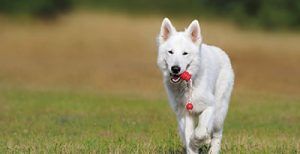 Cómo entrenar a tu perro para que venga