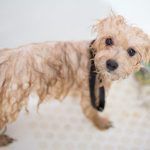 Perro temblando en el baño