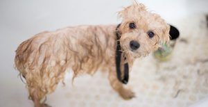 Perro temblando en el baño