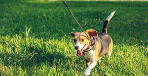 Perro tirando de la correa en un paseo